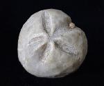 Linthia vilanovae (COTTEAU 1889) - Bild © FossNet FossilienStore
